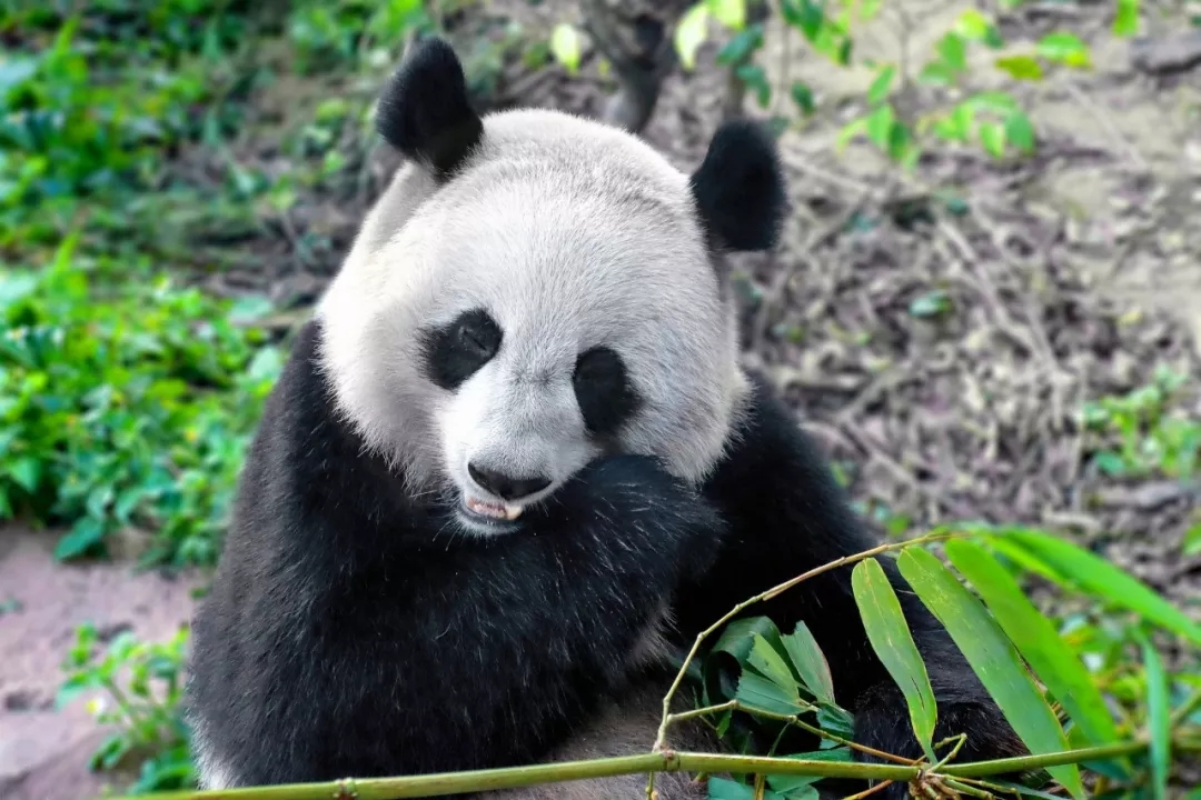 【你还在忍受顶着个熊猫眼去逛街吗_眼眉整形_去黑眼圈】 - 经典整形